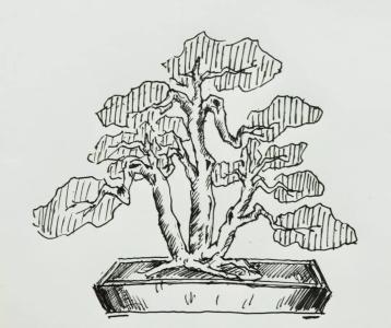 盆景手繪簡(jiǎn)筆畫